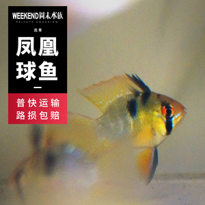 荷兰凤凰球鱼活体
