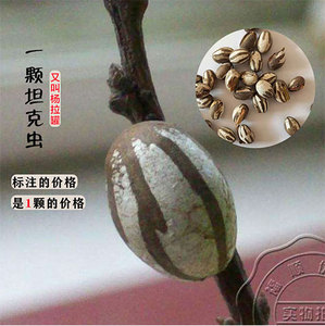 坦克虫活蜜袋鼯仓鼠零食洋辣子罐蛋幼虫卵鸟食鱼饵冰钓杨拉罐1颗