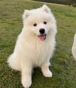 纯种萨摩耶幼犬活体大白熊犬银狐活物白色萨摩耶犬宠物狗无偿领养