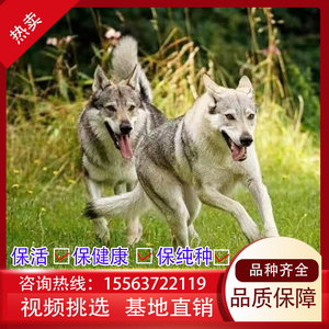 纯种捷克狼犬幼犬活体血统家养杰克狼犬大型看家护院犬大狼狗幼崽