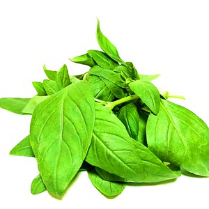 当天采摘 新鲜罗勒叶 甜罗勒 西餐绿罗勒 一斤全国包邮 坏了包赔