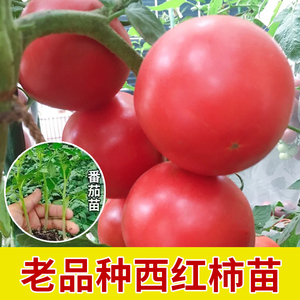 精品矮生番茄苗西红柿树苗樱桃番茄水果种子种籽四季阳台蔬菜秧苗