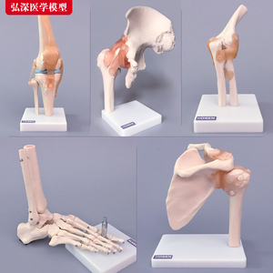 人体关节模型骨骼手肘腕脚踝骨肩膝关节髋骨科附韧带医学教学玩具
