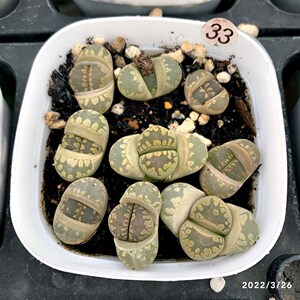 大津汇 大津绘 三年株 带盆发货 一物一拍 多肉 生石花