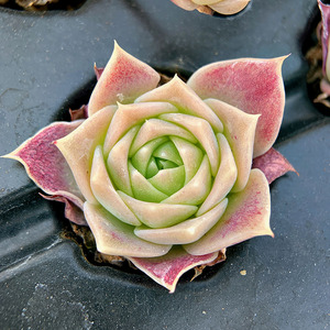 翡翠塔 梅丽阁 景天科 多肉植物