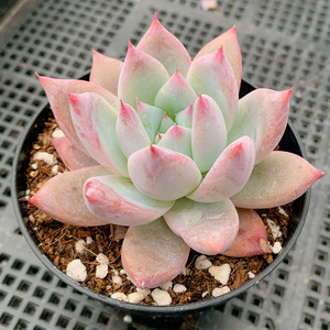 多肉原始卡罗拉