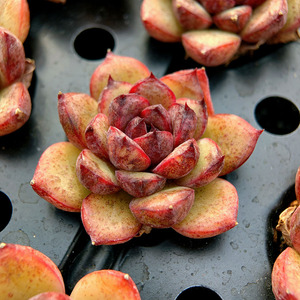 【多肉紫玫瑰】多肉紫玫瑰品牌,价格 - 阿里巴巴