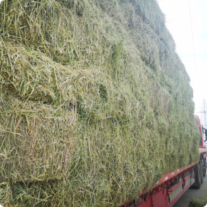 006人付款淘宝100斤优苜蓿草颗粒牧草干草牛羊颗粒人气干草打包苜蓿草