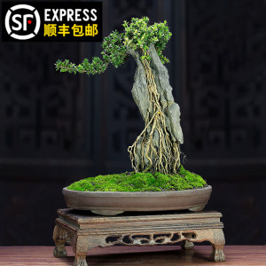 重瓣六月雪盆景金边植物室内绿植盆栽树抱石附石盆景老桩提根造型