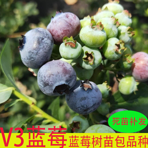 V3蓝莓果树苗四季蓝梅树果苗阳台种植南方方北方庭院地栽当年结果