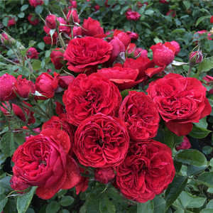 大地主/弗朗索瓦拉伯雷 欧月苗 丰花月季 勤花 月季盆栽芳香多头