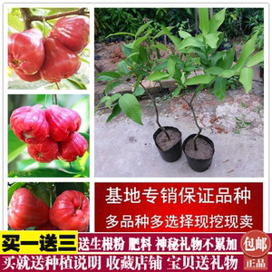 莲雾树苗南方