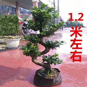 大型小叶榕树 s造型榕树盆景盆栽 绿植室外庭院阳台观茎植物