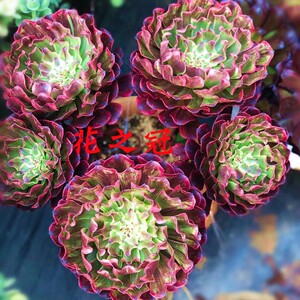 超墨法师水墨画变异多肉植物老桩红颜一物一拍花卉盆栽粉黛萤火