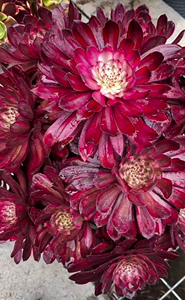 多肉植物紫霞仙子法师锦捧花夏天不退锦满38元包邮非偏远趣味阳台