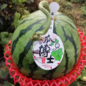 海南瓜博士西瓜麒麟瓜水果新鲜1颗装酥脆水嫩甜蜜发顺丰