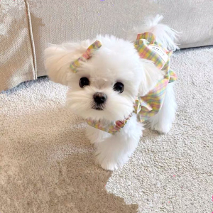 马尔济斯犬幼犬双血统韩版小体茶杯体马尔济斯小马迷你小型宠物狗