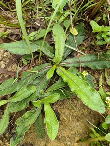 草药牛喫埔 地胆头 地斩头 药丸草 草鞋底 理肺散新鲜晒干500克