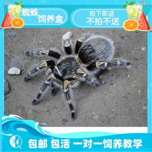 【祁one】巴西巨人金直间苗子公母包邮温顺好养成新手宠物蜘蛛