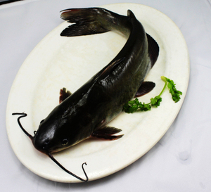 5斤/条鲜活乌江鱼江团习鱼回鱼黔鱼河鲶叉尾鮰钳鱼北京闪送