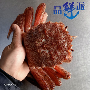 论只卖1.5-3斤日料食材红毛蟹 板蟹生冻大红毛蟹顺丰包邮大螃蟹