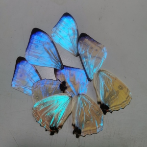 夜明珠闪蝶翅膀 蝴蝶标本 diy标本画框材料