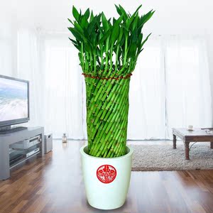 发财竹竹筒酒富贵竹植物客厅招财金钱树发财树室内绿植小盆栽竹子