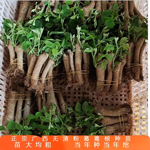 广西藤县正宗粉葛苗包邮带芽种子种植黄金葛根苗高产无渣菜葛种苗