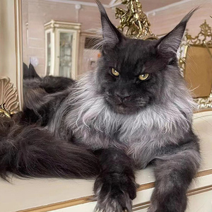 缅因猫幼猫纯种血统长毛库恩猫咪霸气烟灰棕虎巨型银虎斑宠物活体