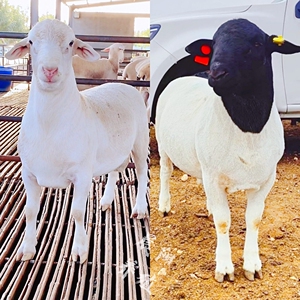 黑头杜泊绵羊活体杜寒杂交羊澳洲白羊种公羊萨福克羊小尾寒羊包邮