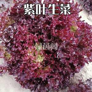 彩叶生菜种子籽紫叶南韩紫秀生菜阳台盆栽菜园四季易种植蔬菜种孑