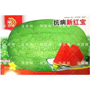 西瓜种超大