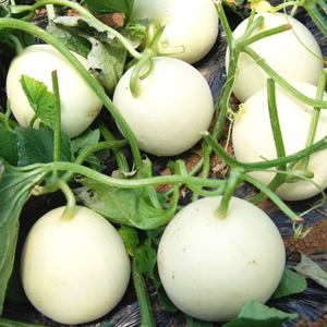 白皮蜜罐甜瓜种苗香瓜种籽孑甜掉牙早熟超甜盆栽阳台大田春季四季