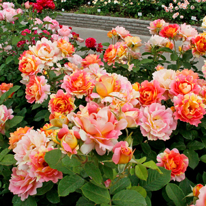 条纹月季花苗 西多会教士 灌木玫瑰月季盆栽苗持续开花包邮浓香型