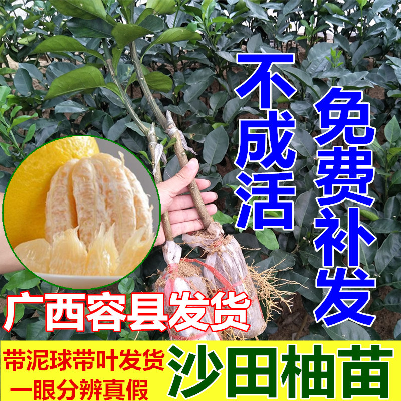 6．妙容县有卖沙田柚：融县**的沙田柚在哪里？ 