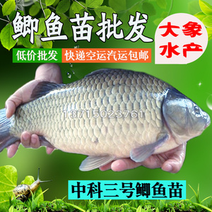 中科三号鲫鱼苗 丰产大白鲫鱼苗 异育银鲫 湘云鲫 鱼苗活体包邮