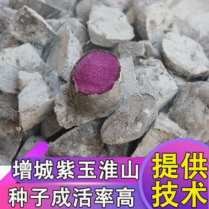 增城紫玉淮山种子 紫玉淮山山药种子 紫色长山药种子 5斤包邮种子