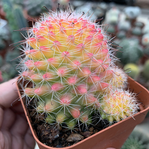 仙人球植物红色