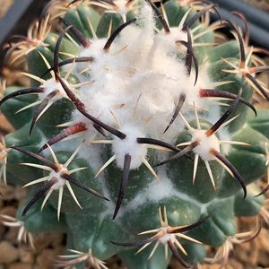 描春钢钉顶花球属黄花仙人球强刺类仙人掌科多肉植物盆栽室内