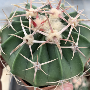 描春割刺卷刺凌波实生仙人球强刺球金琥属多肉植物开花仙人掌科