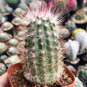 描春白刺青花虾仙人球多肉植物开花鹿角柱属仙人掌防辐射