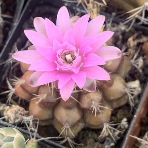 描春丽蛇牡丹丽蛇丸蛇纹玉裸萼球属实生开花仙人球多肉盆栽花卉