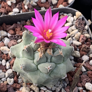 描春赤花娇丽实生turbinicarpus alonsoi娇丽属仙人球多肉植物