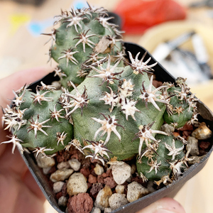 【仙人球青花虾】仙人球青花虾品牌,价格 - 阿里巴巴