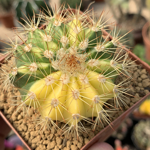 描春实生黄金云锦花座球属仙人球多肉植物盆栽花卉开花防辐射桌面