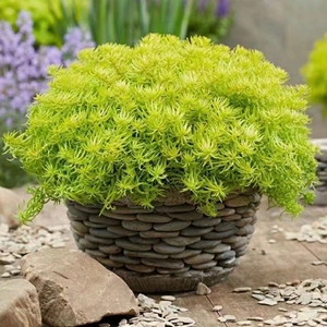 欧石竹草坪常绿