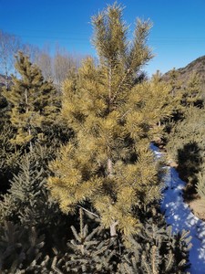 庭院别墅植物章子松金色松树耐寒耐旱金松树枝条手工diy圣诞树真