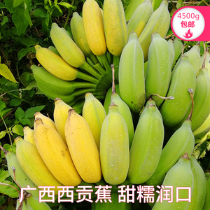 精选广西新鲜西贡蕉净重9斤西贡米蕉香甜粉糯无催熟剂