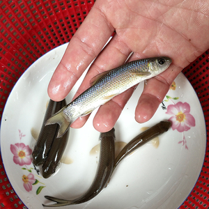 800人付款淘宝青龙棒鱼苗川华鲮油棒子鱼沉香鱼淡水鱼原生溪流鱼可