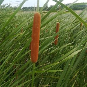 8416人付款淘宝挺水植物香蒲苗 水烛 蒲草 菖蒲 蒲黄棒池塘湿地公园水